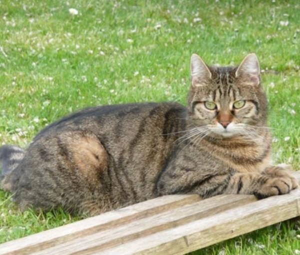 Katze_liegend Katze_liegend