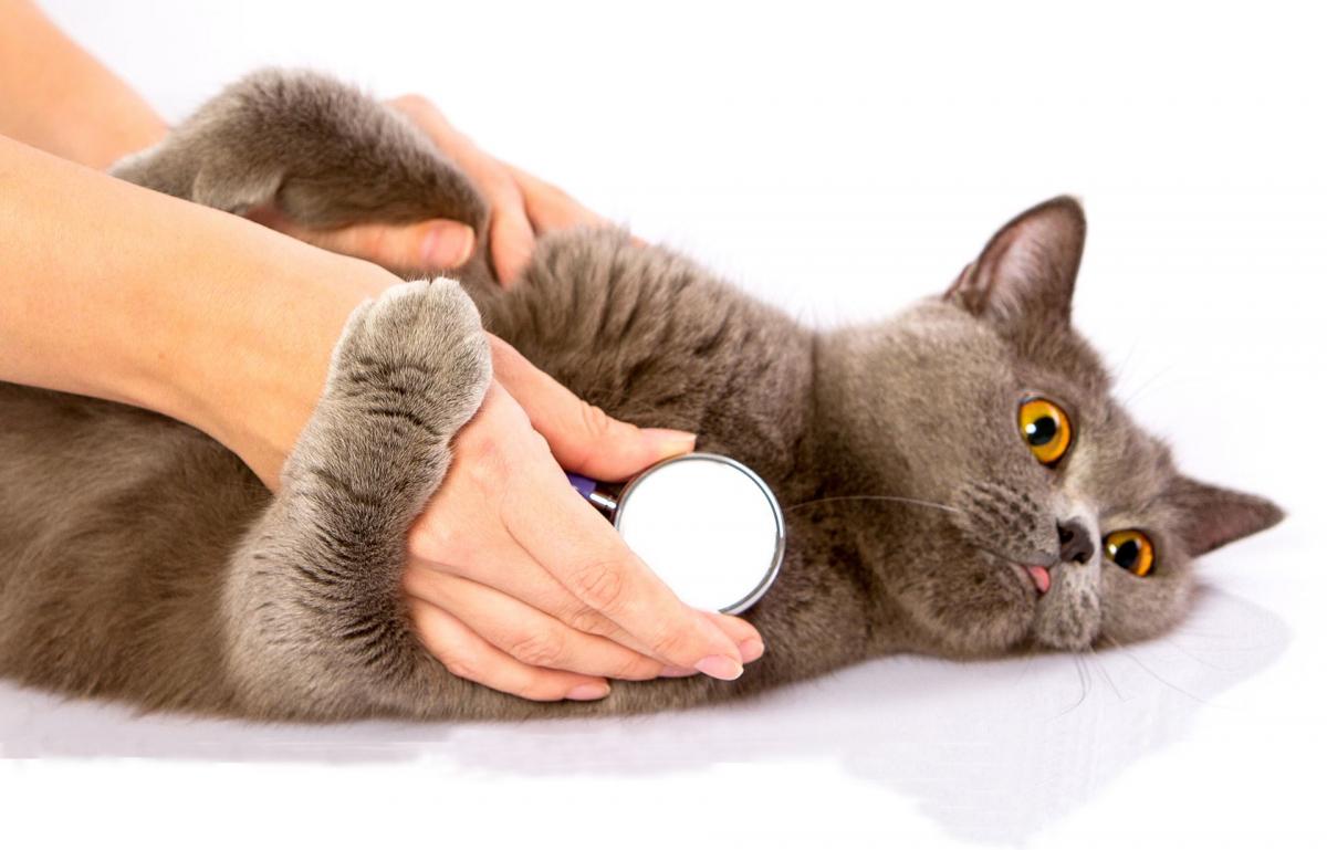 Mobile Tierheilpraxis - Katze bei der Untersuchung Mobile Tierheilpraxis - Katze bei der Untersuchung